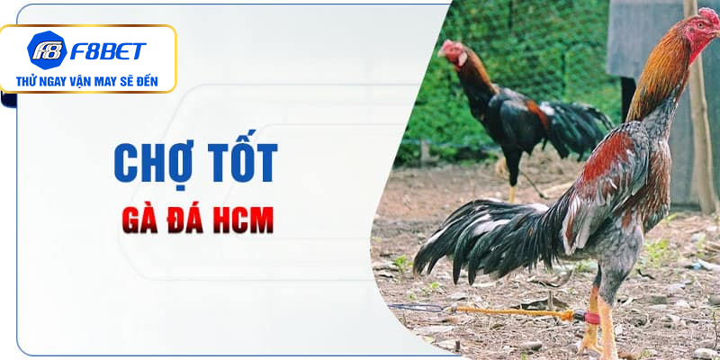 Chợ Tốt gà đá Hồ Chí Minh