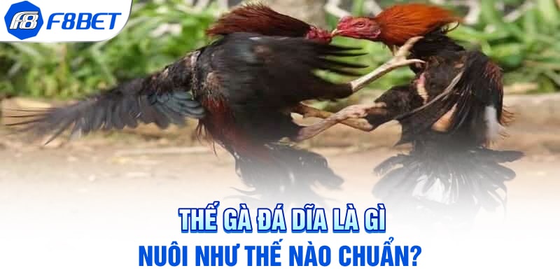 Thế gà đá dĩa là gì, nuôi thế nào chuẩn?